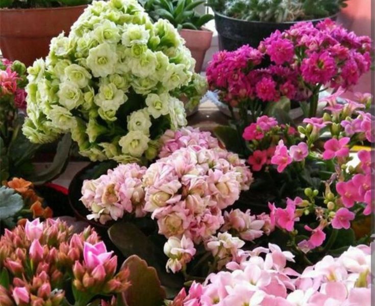 冬天开的花有哪些「冬天开的花有哪些 常见」_6